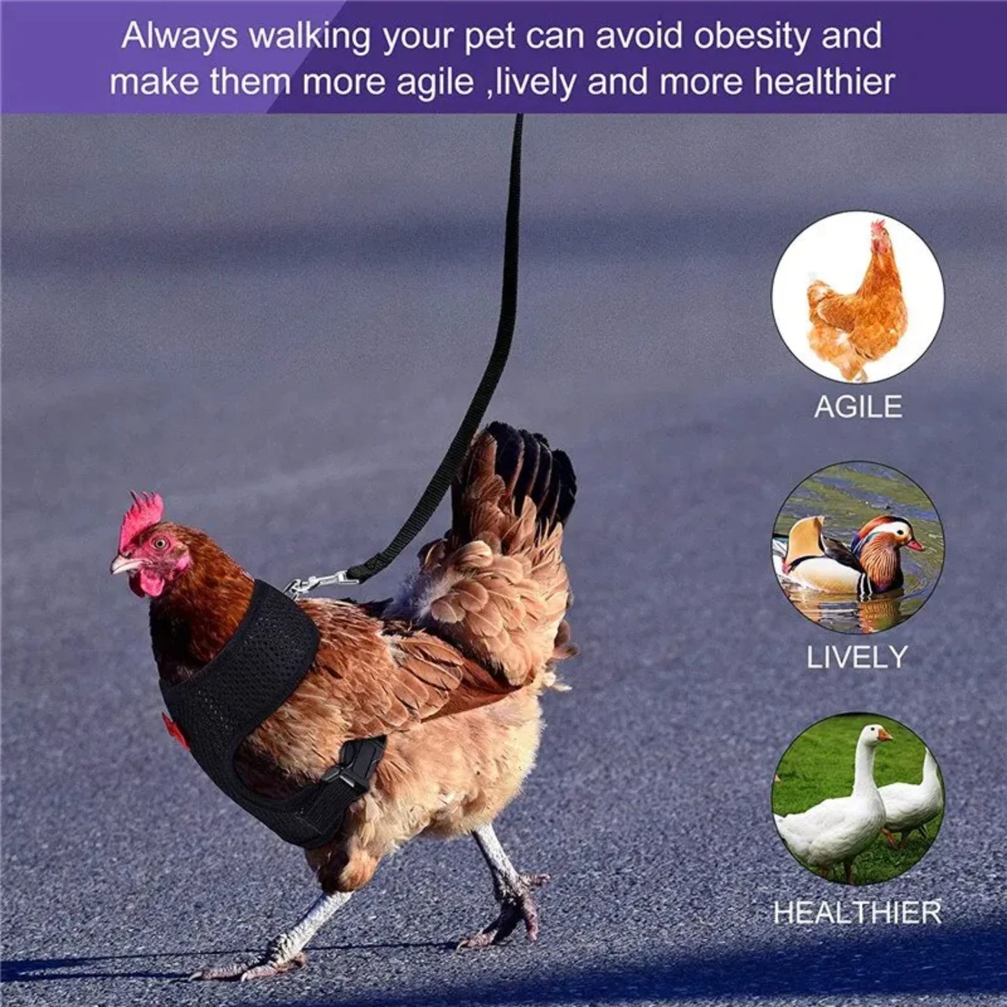 Pet Adjustable Harness Leash Chicken Puppy ducks