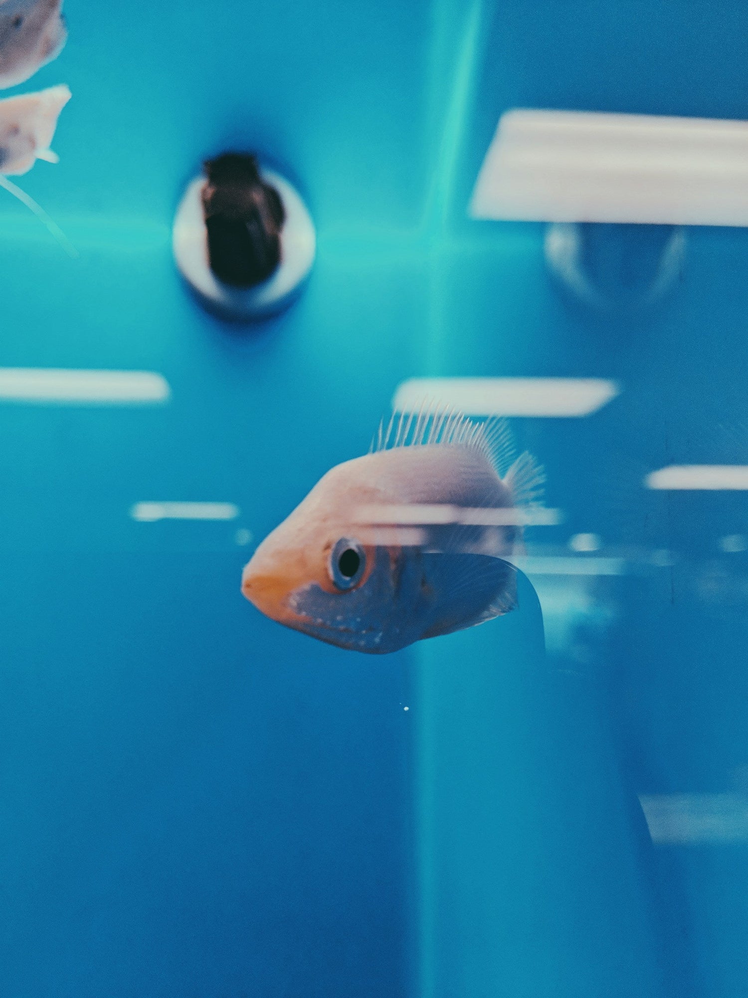 Fish