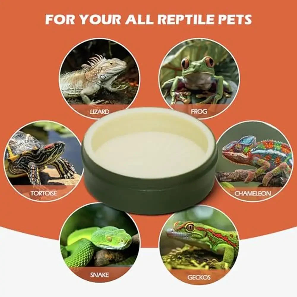 Reptile Terrarium Amphibian Turtle Tank Habitat   and  Lizards Turtles Snakes Spiders